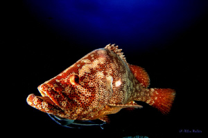 Taken with a 15mm fisheye lens, thank goodness this guy w... by Allen Walker 
